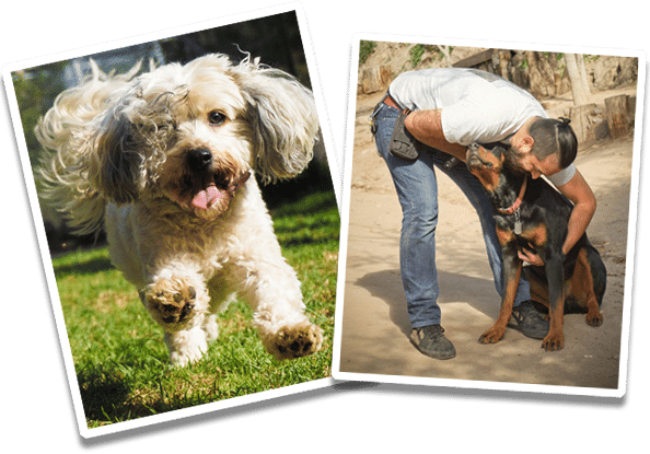 dog-training-dog-boarding-policies-topanga-pet-resort