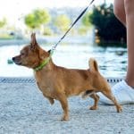 Board & Train for Reactive Dogs in Los Angeles
