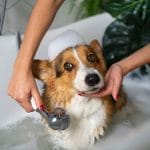 How Regular Dog Grooming Improves Health and Happiness