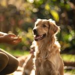 Topanga Puppy Training Tips: Start Your Journey with Us