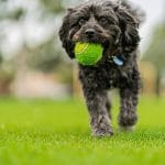 Puppy Training in Los Angeles | Common Mistakes to Avoid