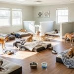 Dog Boarding for Separation Anxiety | LA Pet Resort Advice