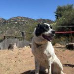 When to Seek Help for Your Misbehaving Dog