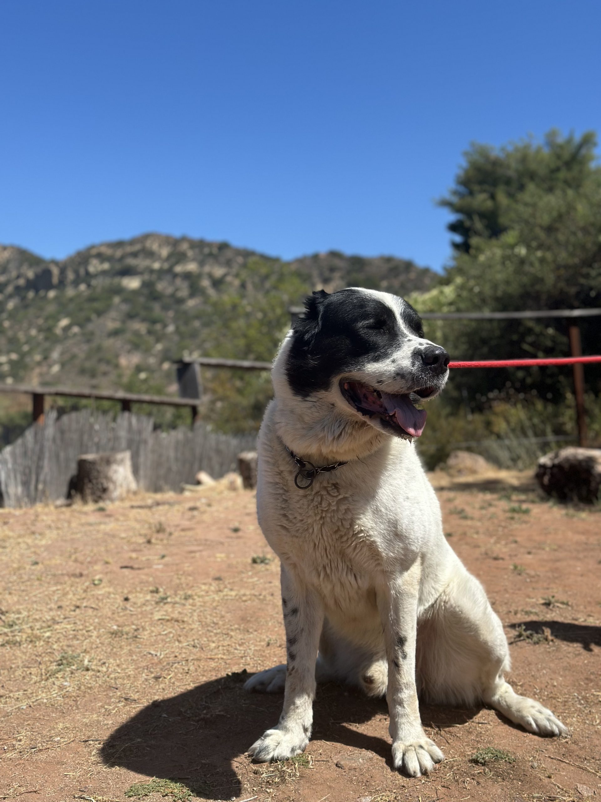 happy-dog-outdoor-boarding-topanga-la Happy dog enjoying outdoor time at Topanga dog boarding facility in Los Angeles