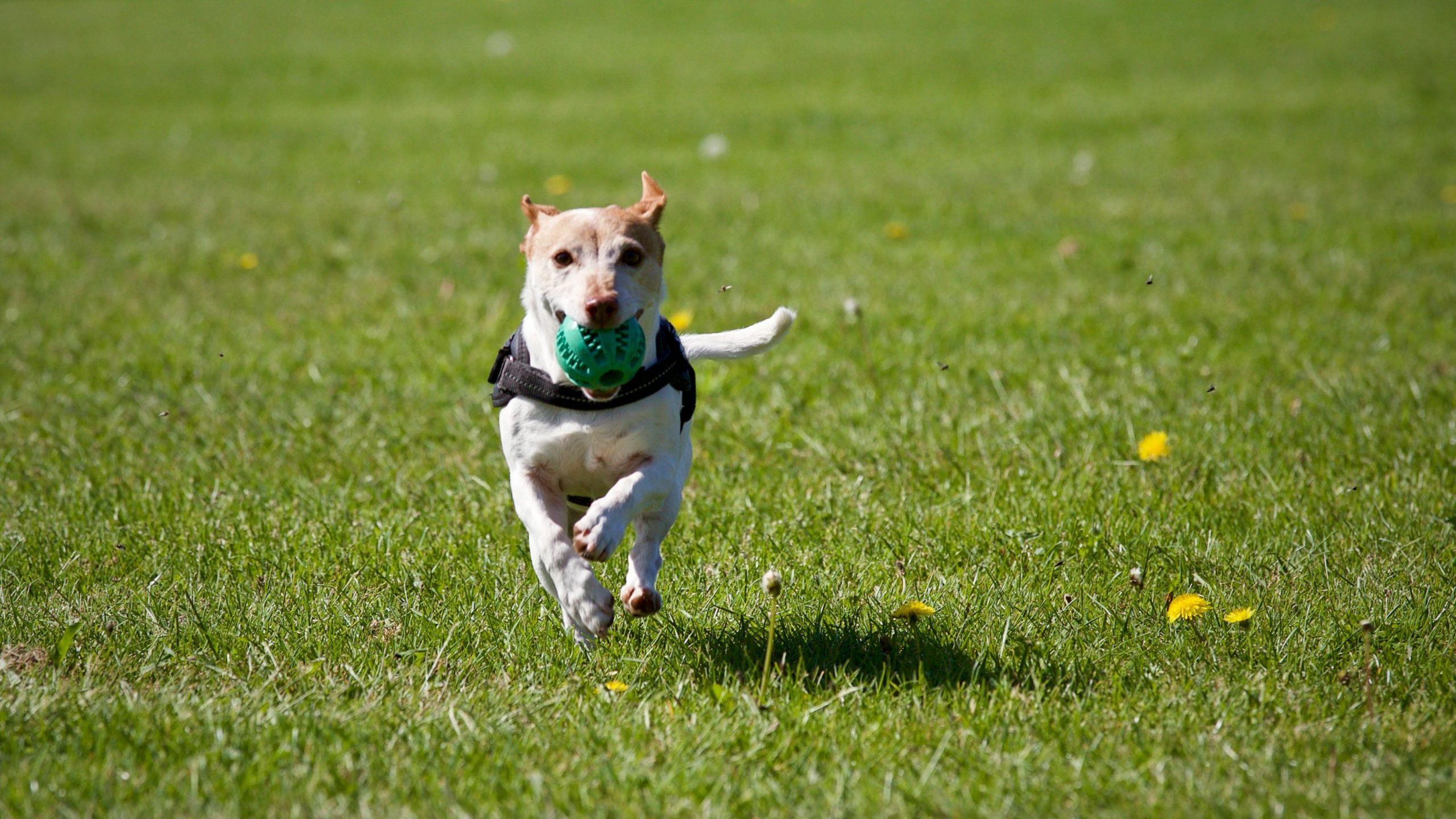 small-dog-playtime-topanga-la Small dog running during outdoor exercise at Topanga dog boarding facility Los Angeles