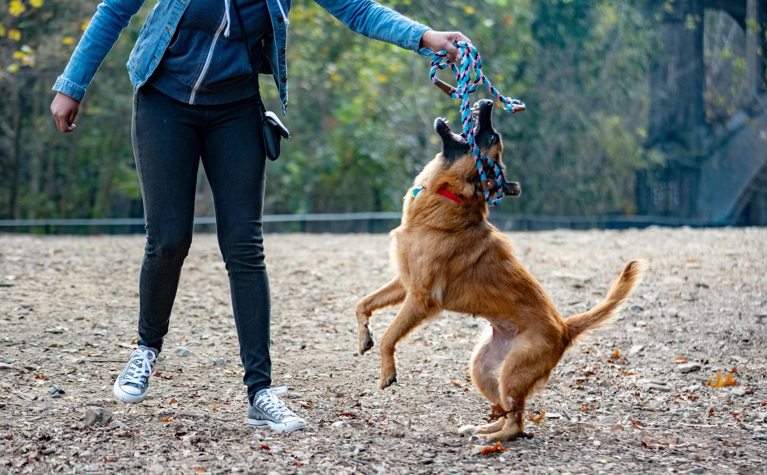Engaging dog training session in Los Angeles with diverse pet owners and trainers
