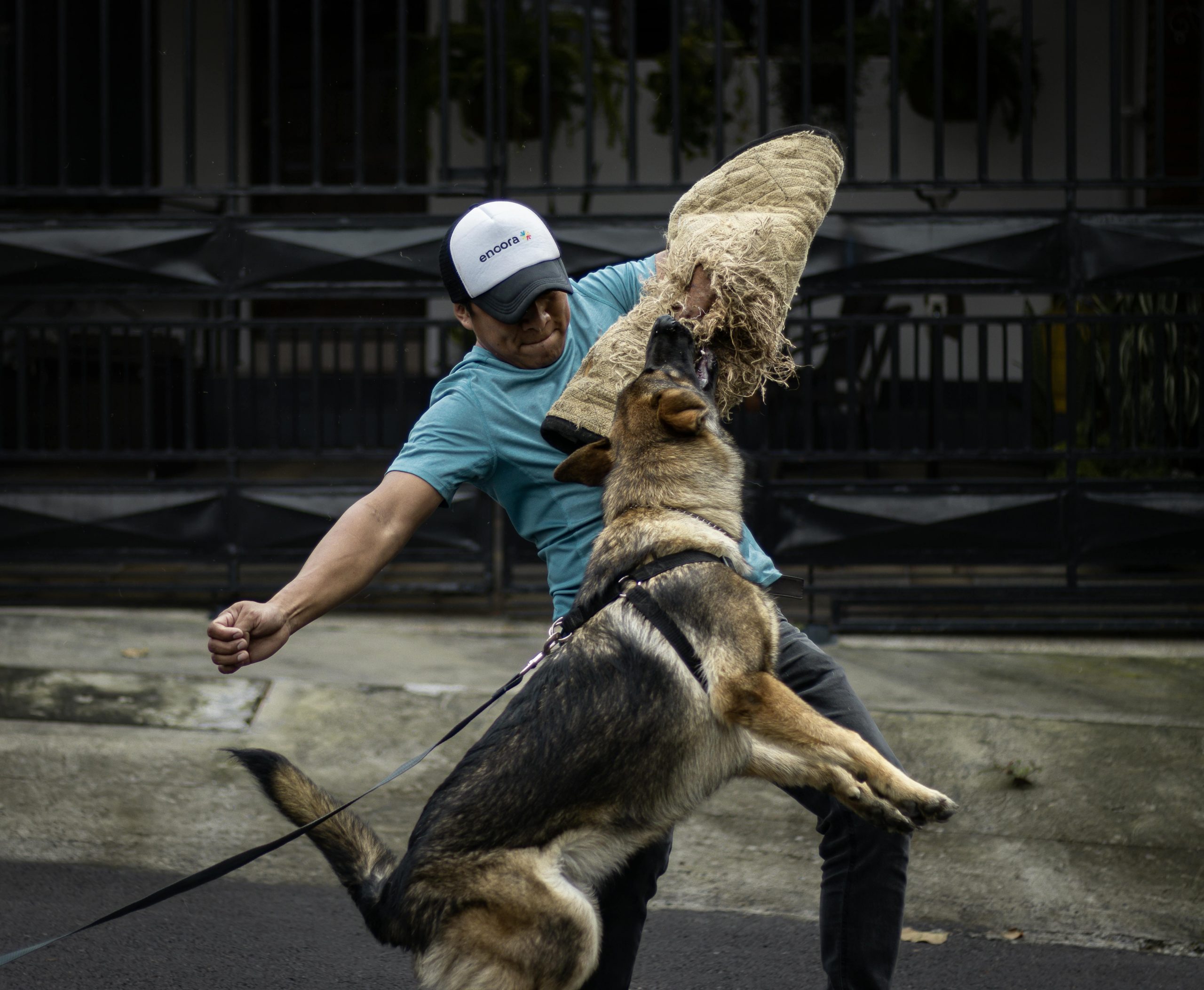 Dog training scene showcasing obedience techniques and positive reinforcement during a training session