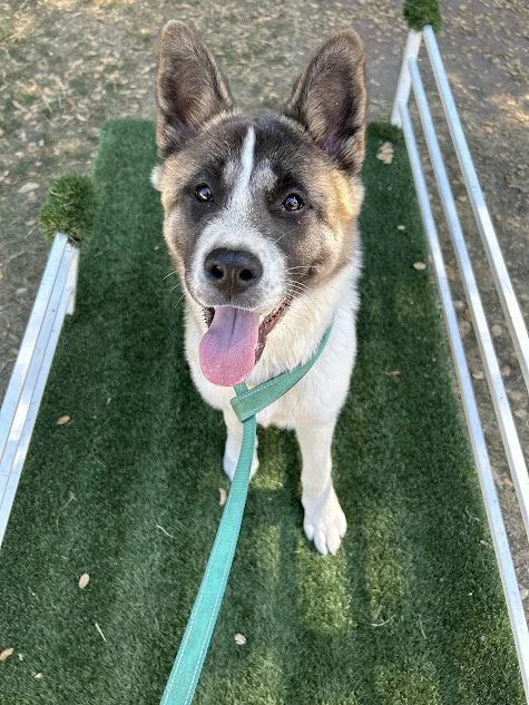 Happy dog on artificial turf at Topanga Pet Resort, showcasing training and daycare options with