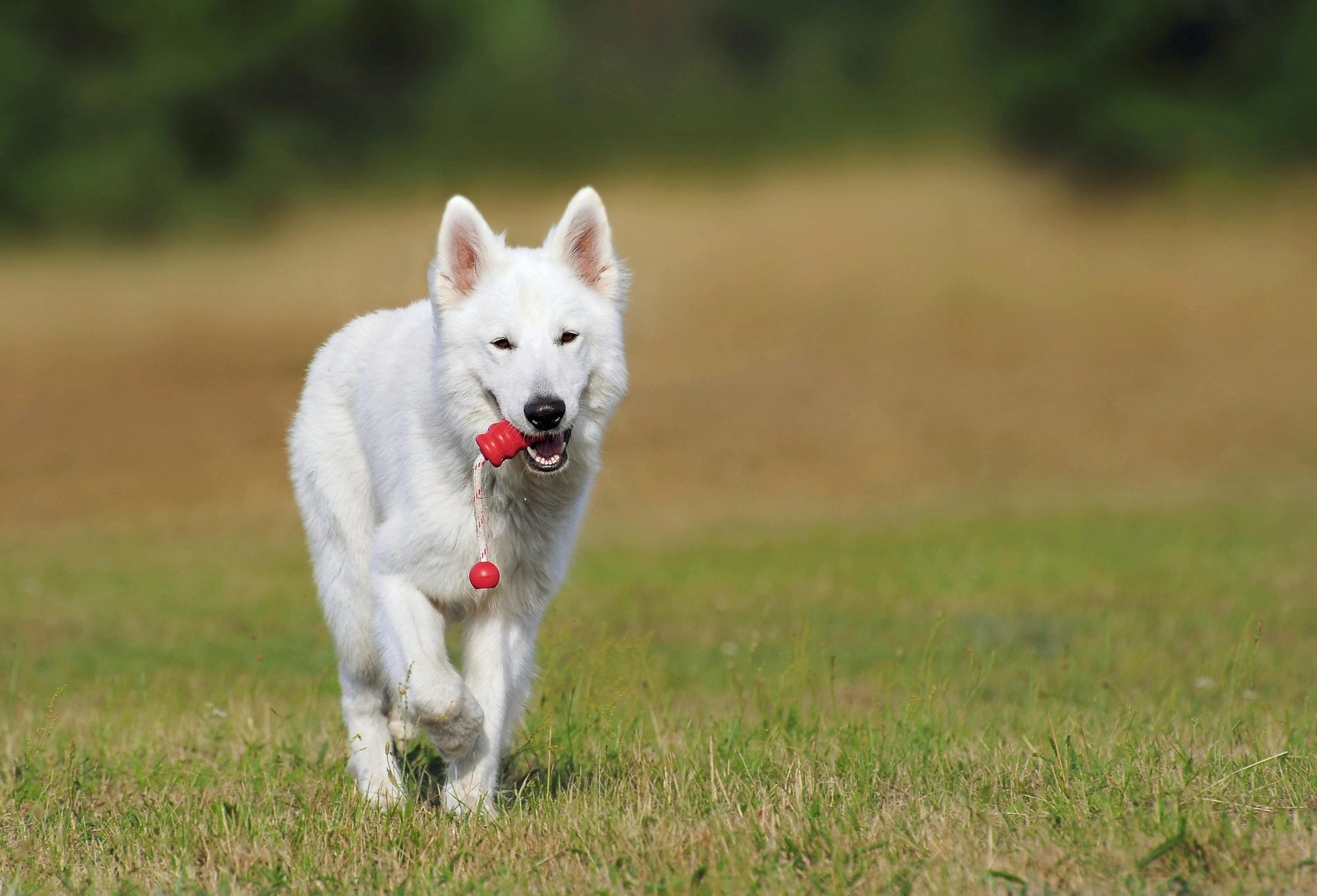 Dog Training Los Angeles: Your Complete Guide