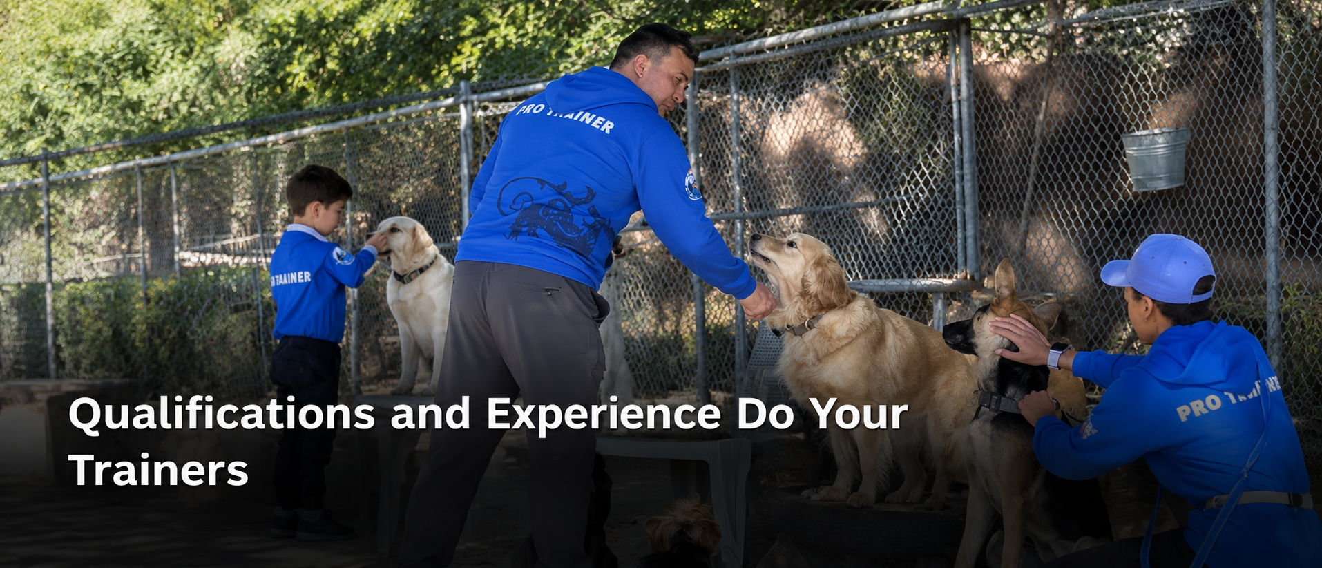 Qualifications and Experience Your Trainers Have for Dog Training in Los Angeles