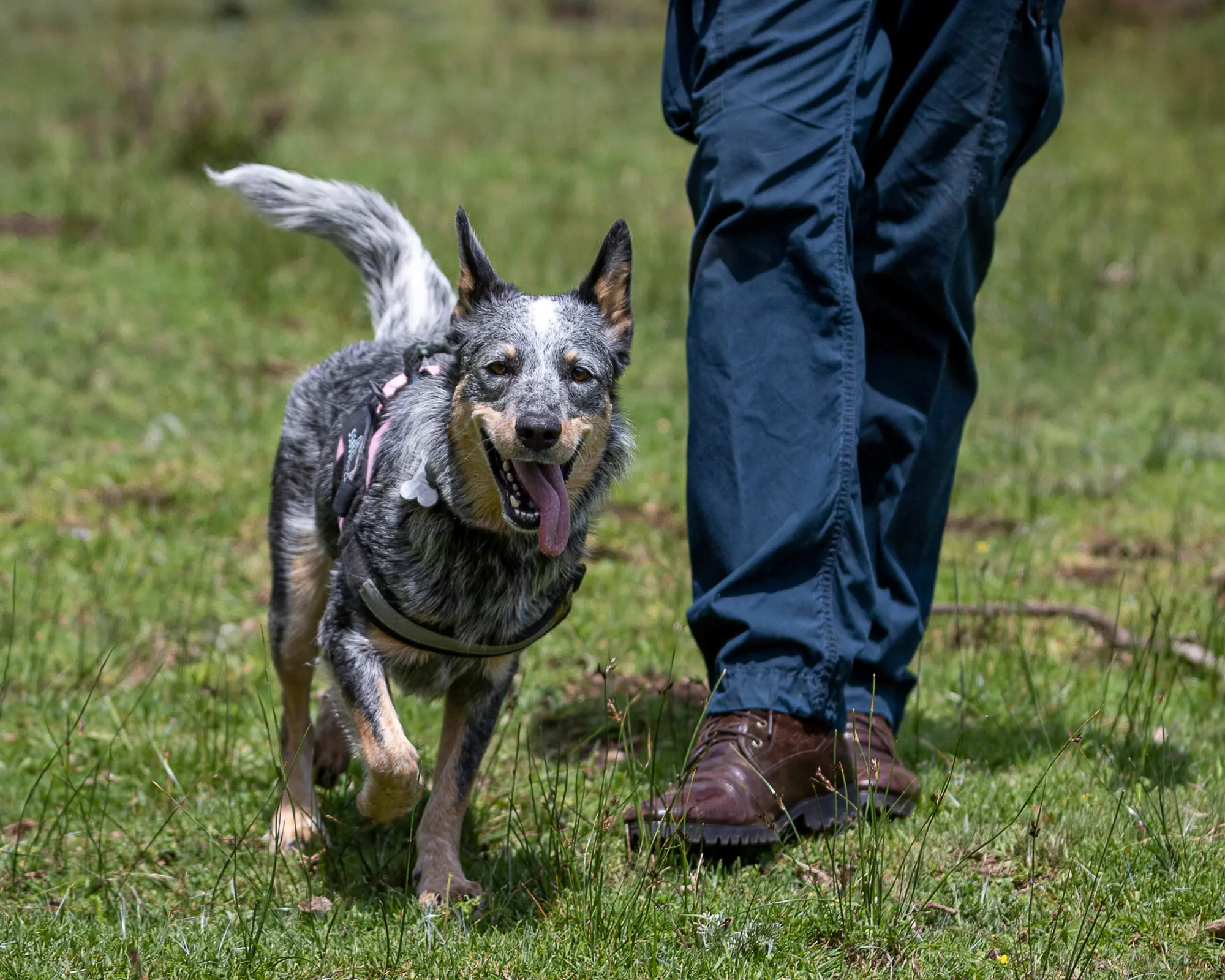 Common Behavioral Problems Addressed by Expert Training Services