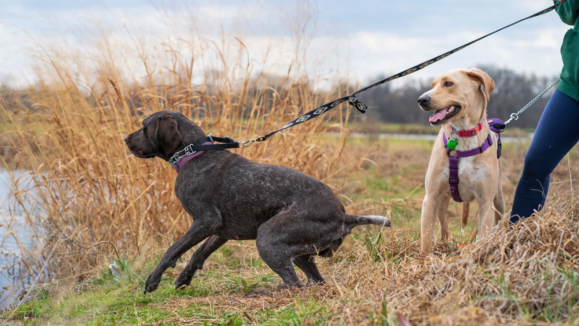 Two dogs pulling on leashes during an outdoor walk, demonstrating leash training solutions at Topanga