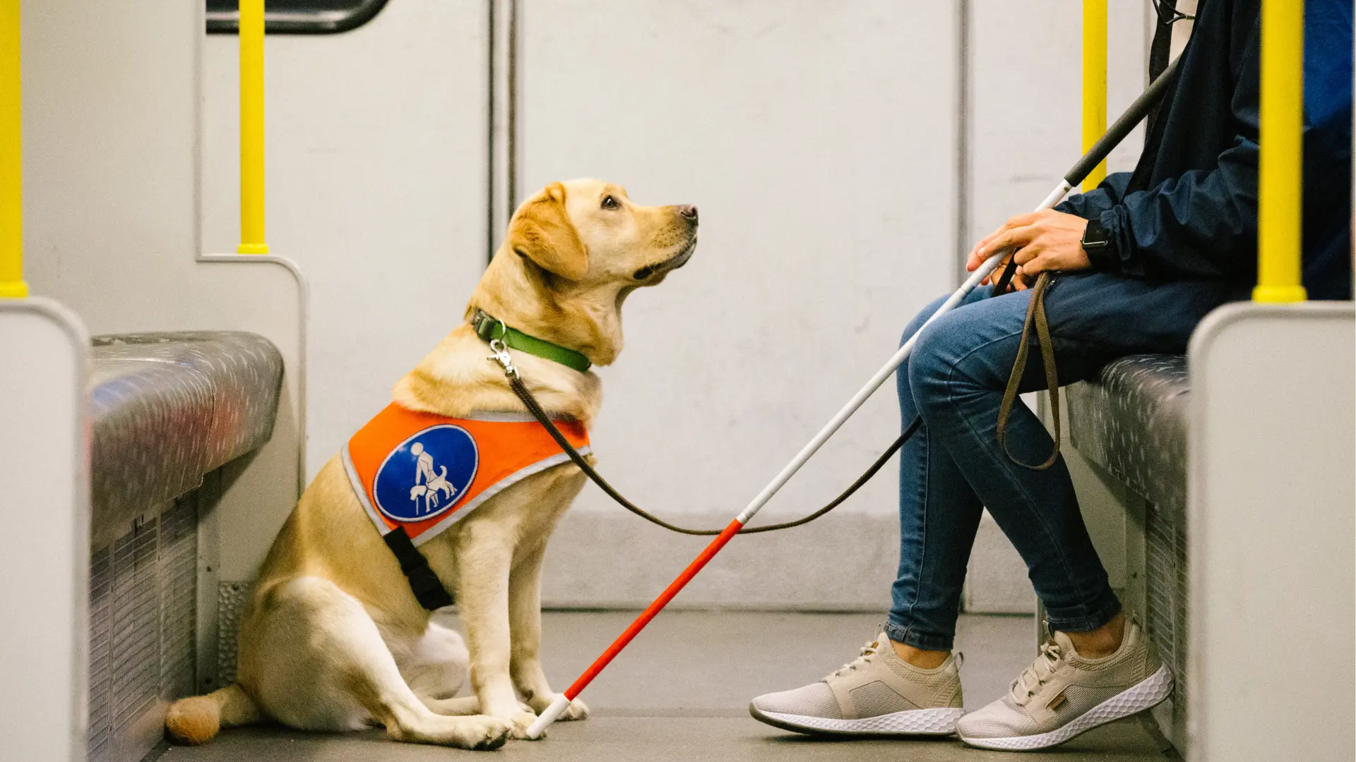 A yellow Labrador guide dog wearing an orange service vest sits attentively on a public transit train across from its handler, who holds a white cane.