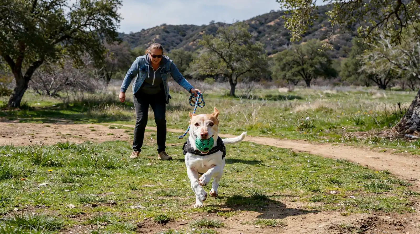 The Topanga Canyon property spans several acres in a peaceful, nature-f​orward setting.; Dogs get 5-6