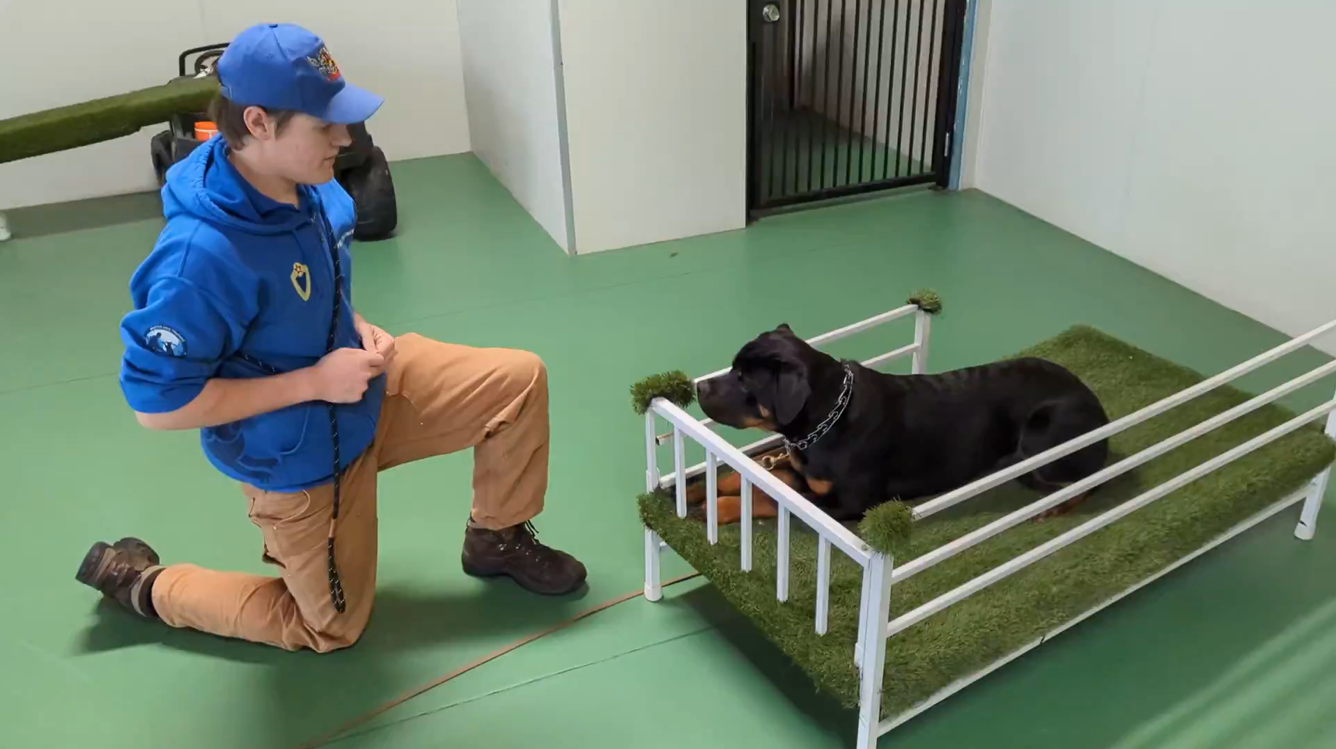 Trainer kneels beside a black dog on a raised place bed during advanced dog training in Los Angeles