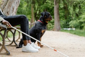 ### Main Subjects - **Dog**: A Rottweiler, sitting calmly beside its handler. - **Handler**: A