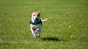 ### Main Subject - Dog ### Notable Features - Breed: Small to medium-sized, likely a